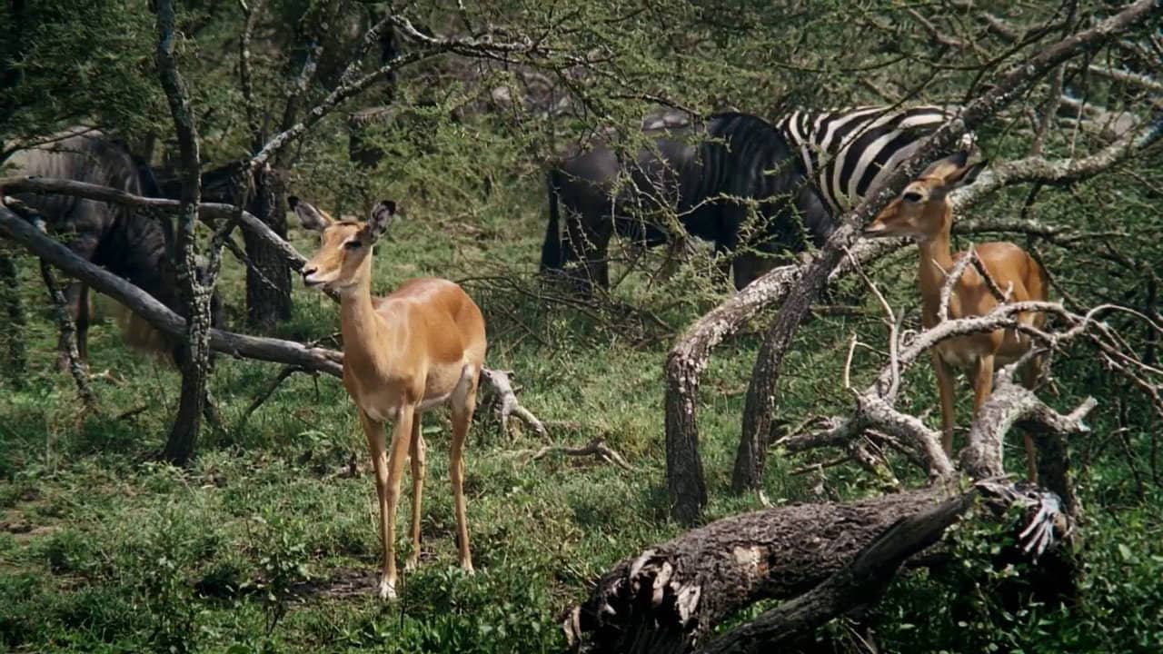 African Bambi backdrop