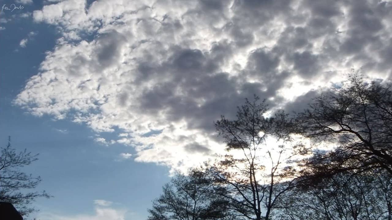Clouds and Trees backdrop