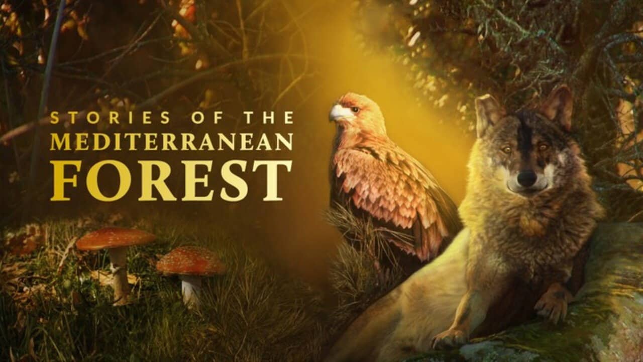Stories of the Mediterranean Forest backdrop