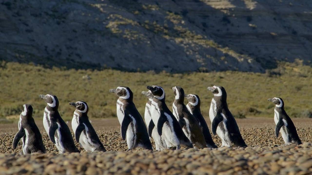 Patagonia: Life on the Edge of the World backdrop
