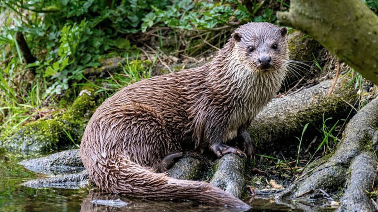 The Otter: A Legend Returns backdrop