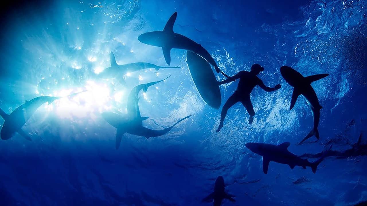 Sharkwrecked: Crash Landing backdrop