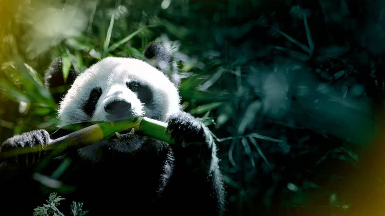 The Hidden Kingdoms of China backdrop