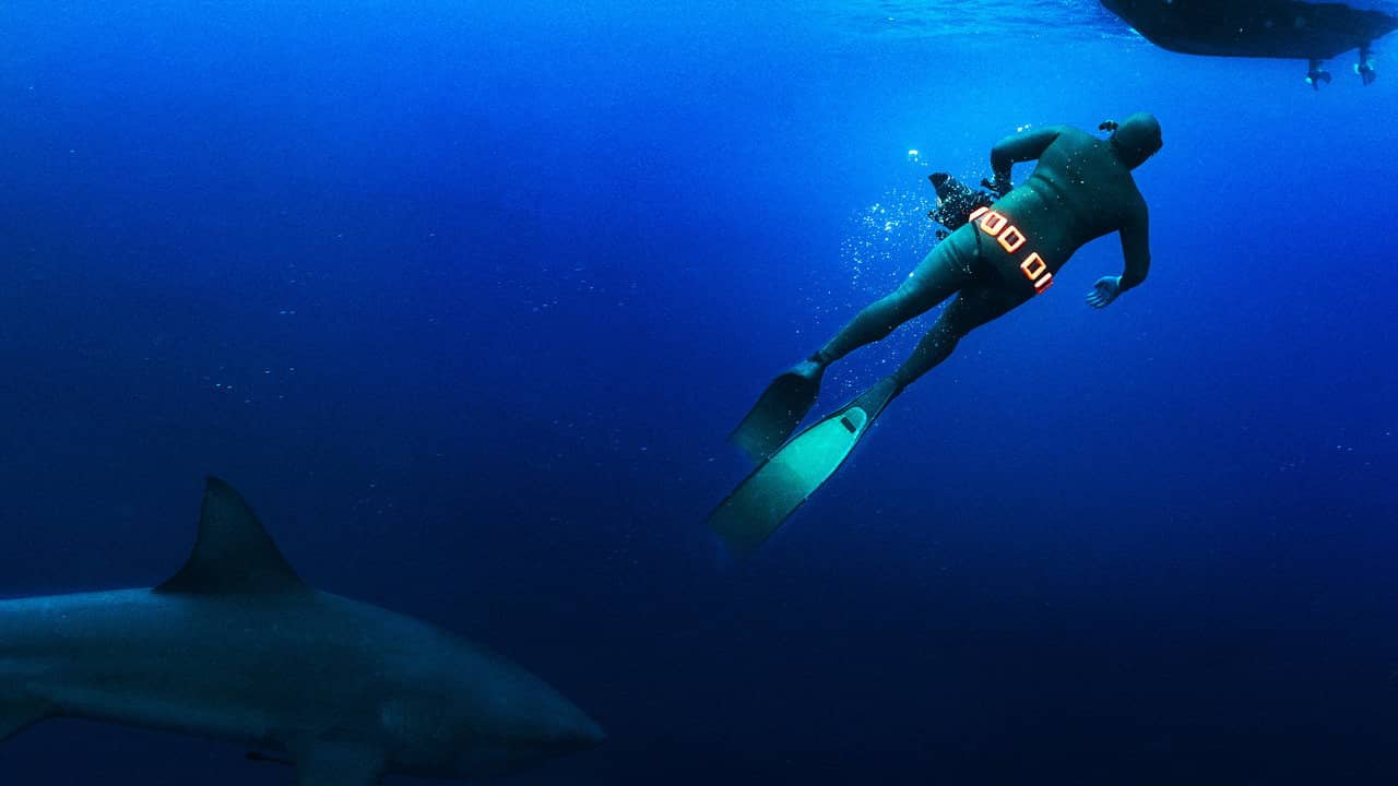 Secrets of the Bull Shark backdrop