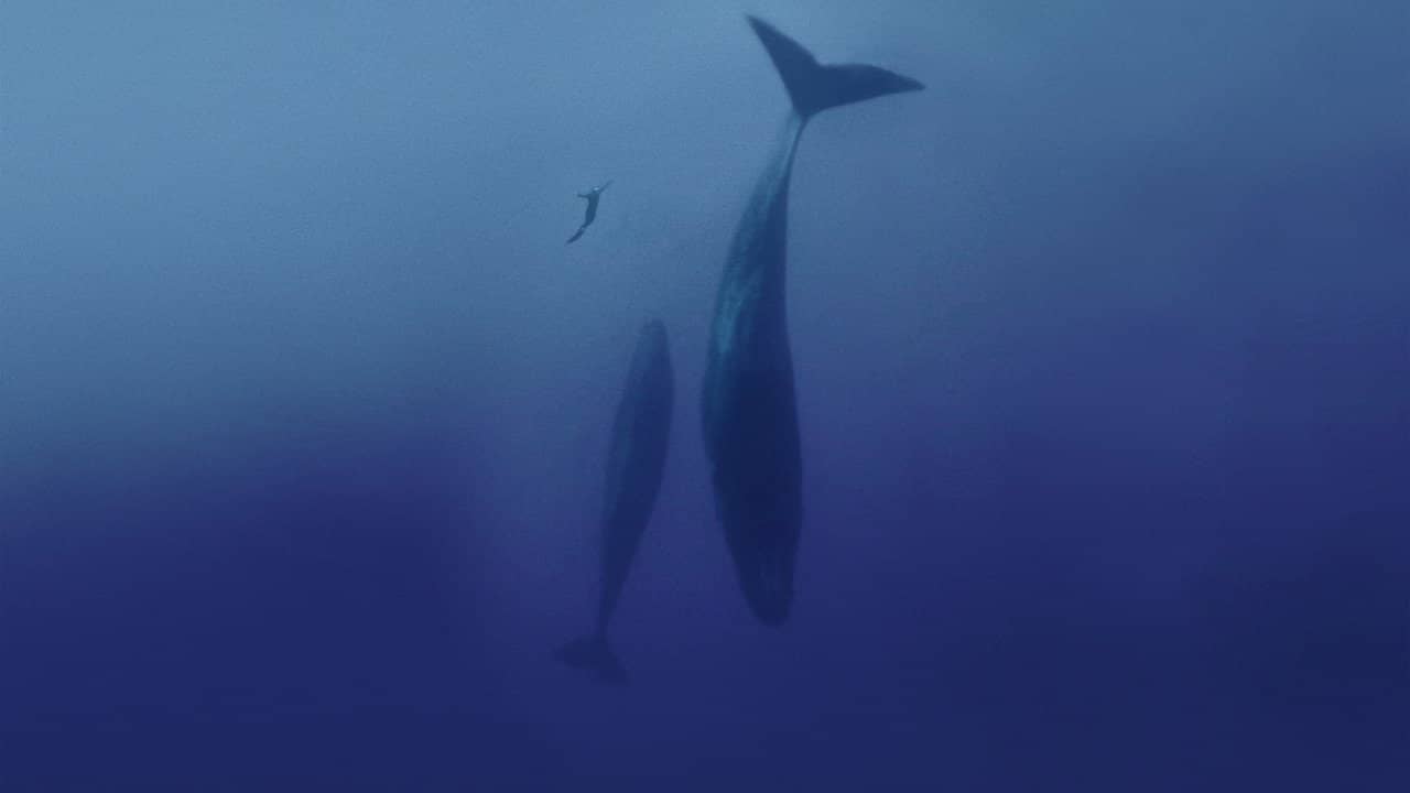 Freediver backdrop