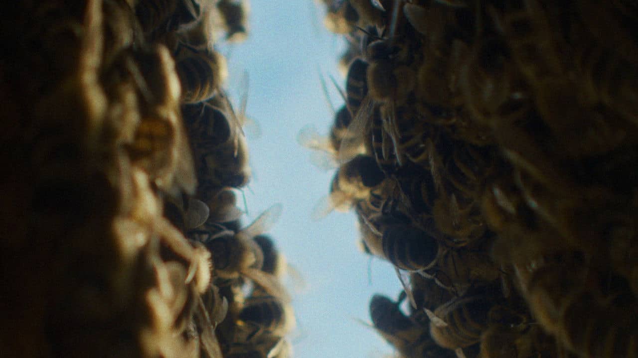 The Quiet Beekeeper backdrop