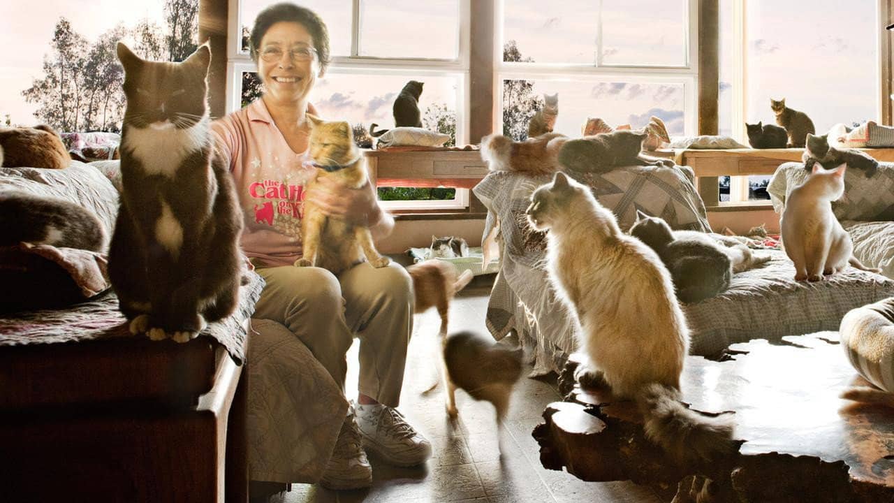 The Lady with 700 Cats backdrop