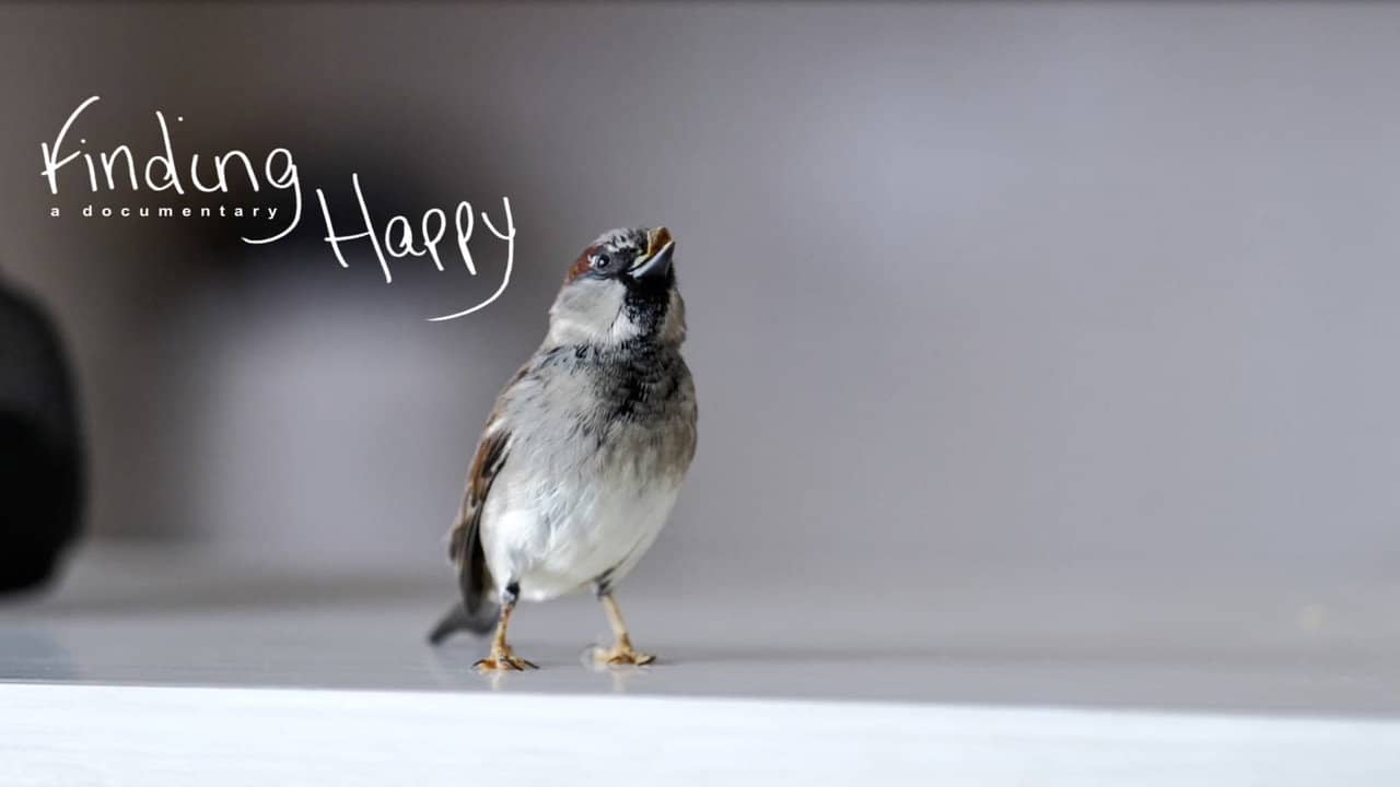 Finding Happy backdrop