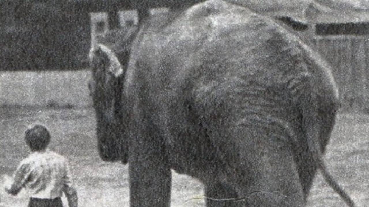 The Elephant Got Lost backdrop