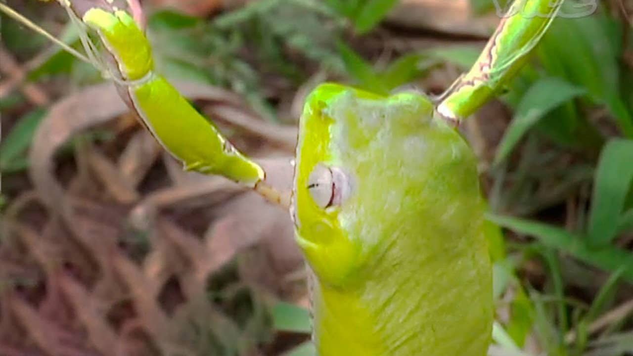 Tripping on Hallucinogenic Frogs backdrop