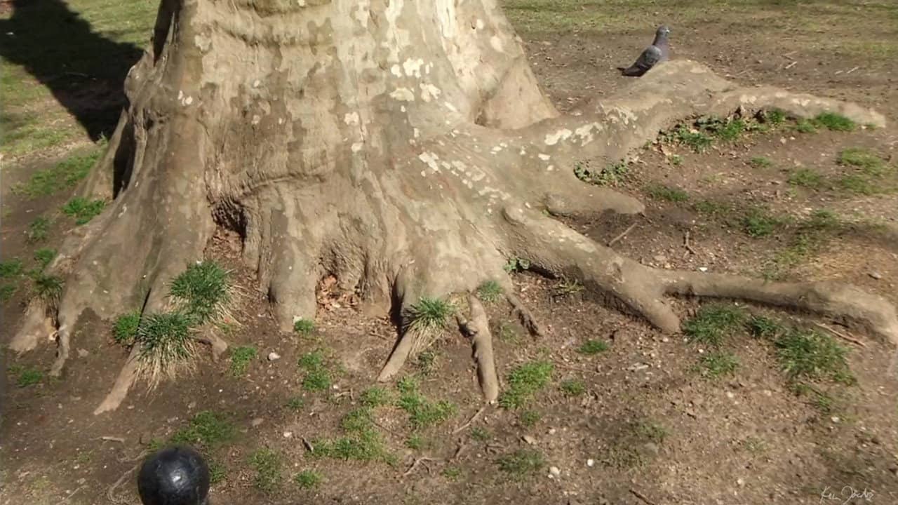 Roots of Manhattan backdrop