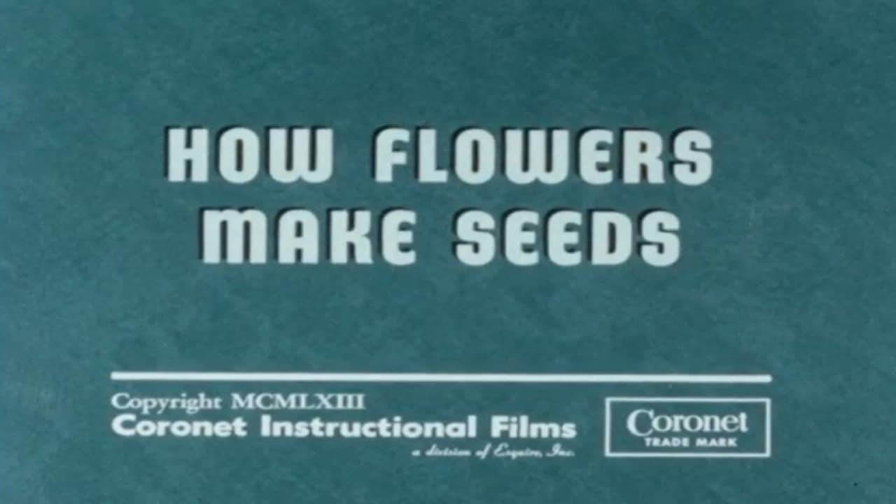 How Flowers Make Seeds backdrop