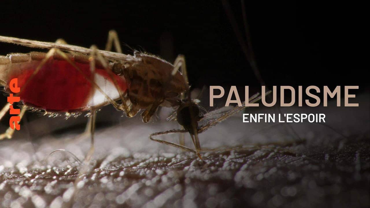 Paludisme, enfin l'espoir backdrop