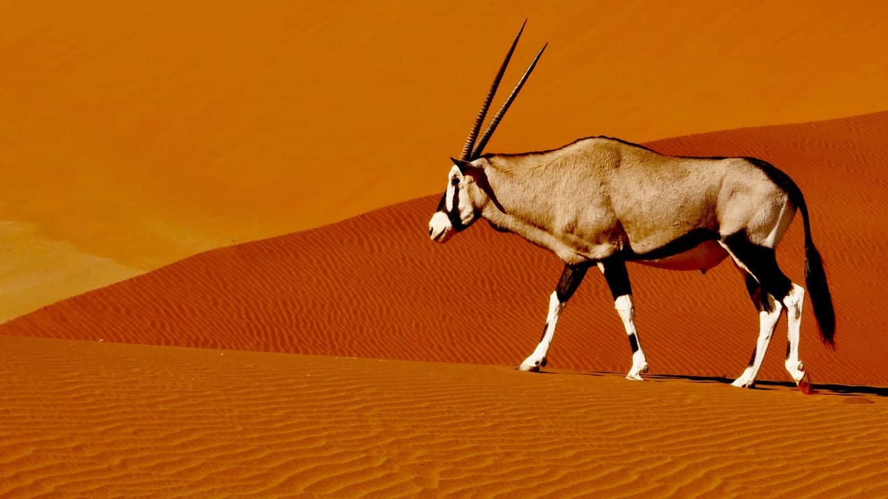 Namibia’s Natural Wonders backdrop