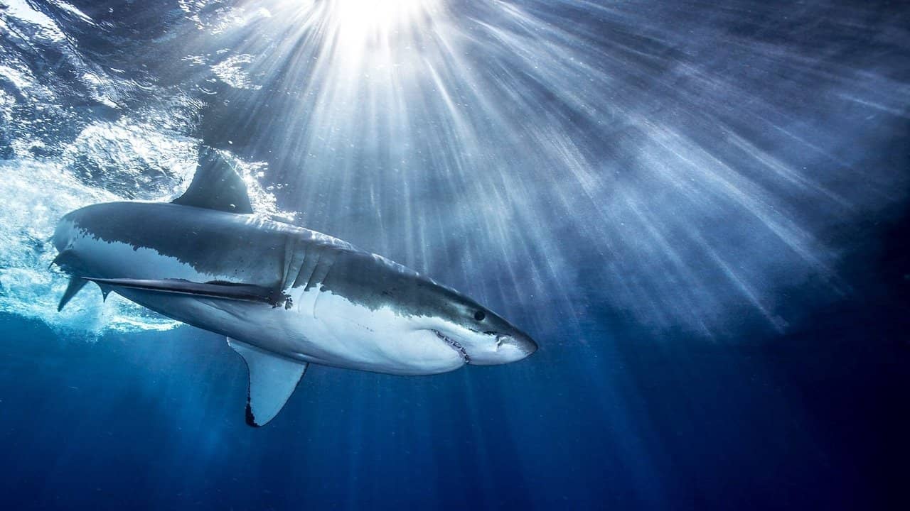 Shark backdrop