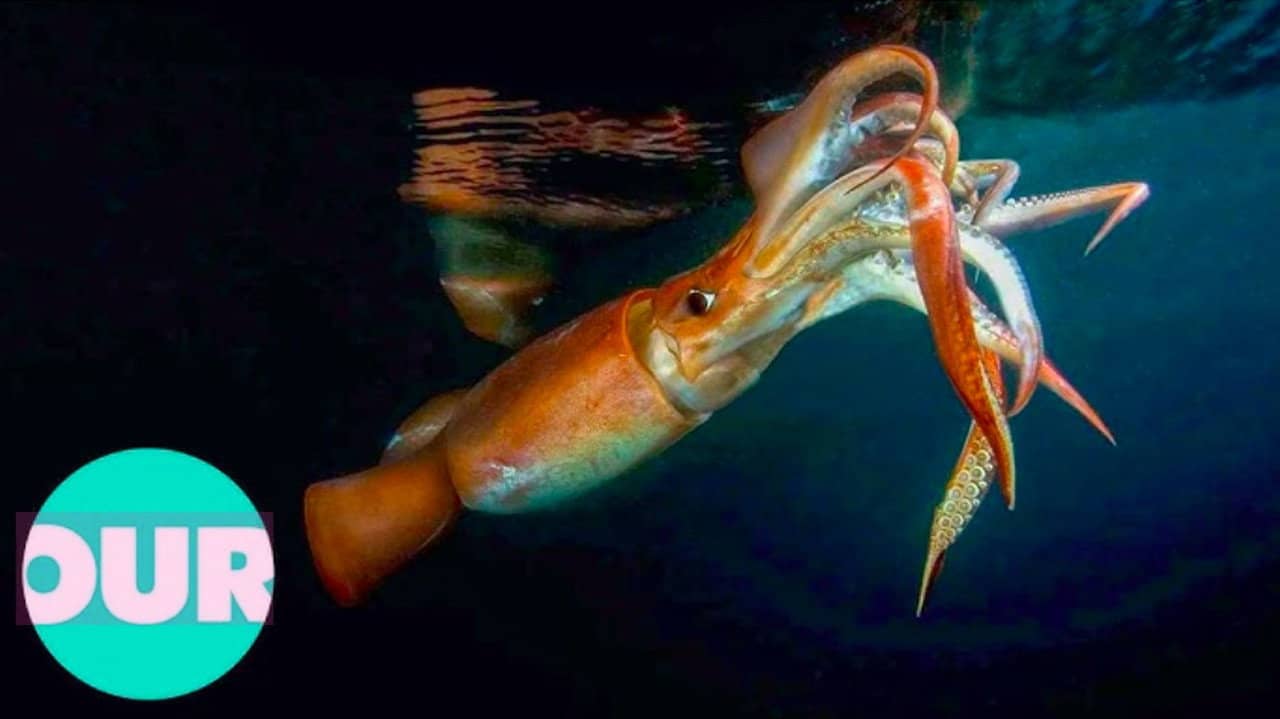 The Truth About Killer Squid backdrop