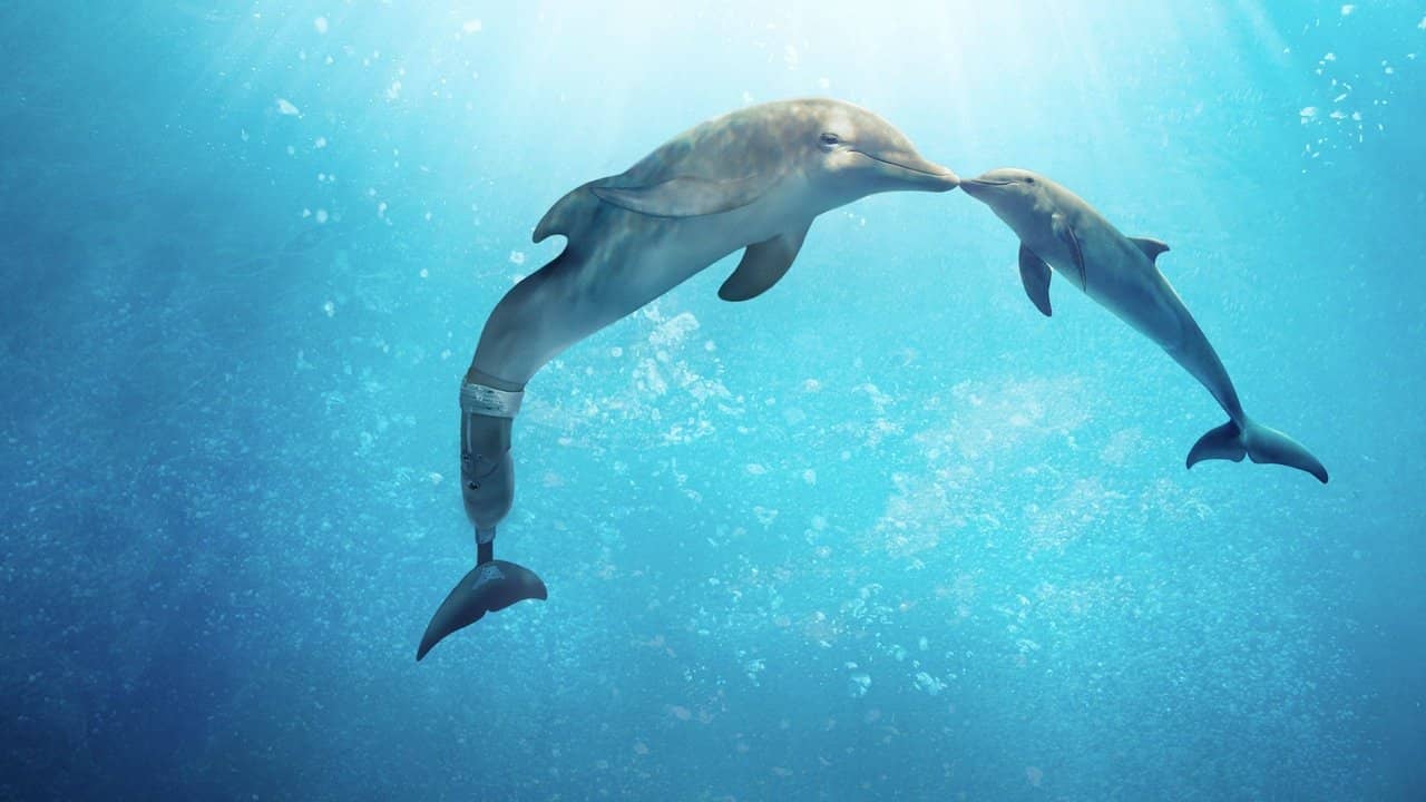 Dolphin Tale 2 backdrop