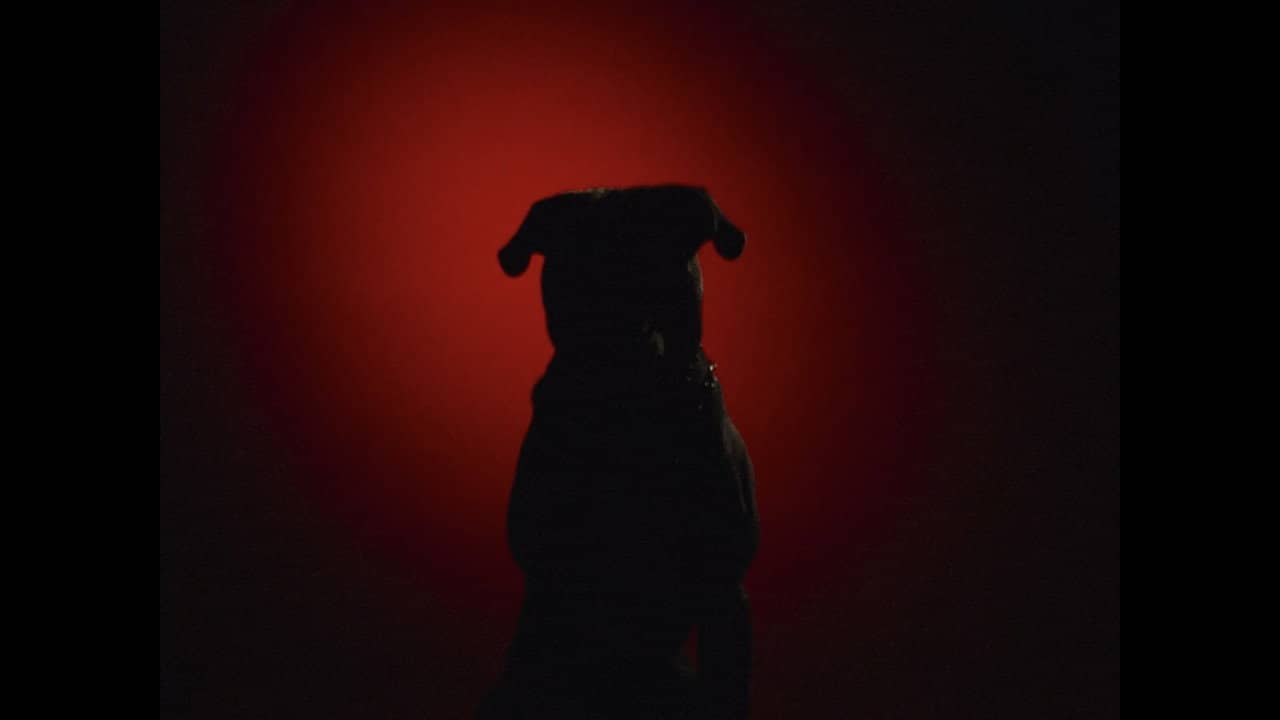 Mauled By a Dog backdrop