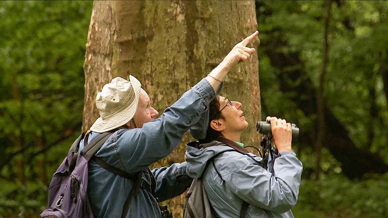 Birders: The Central Park Effect backdrop