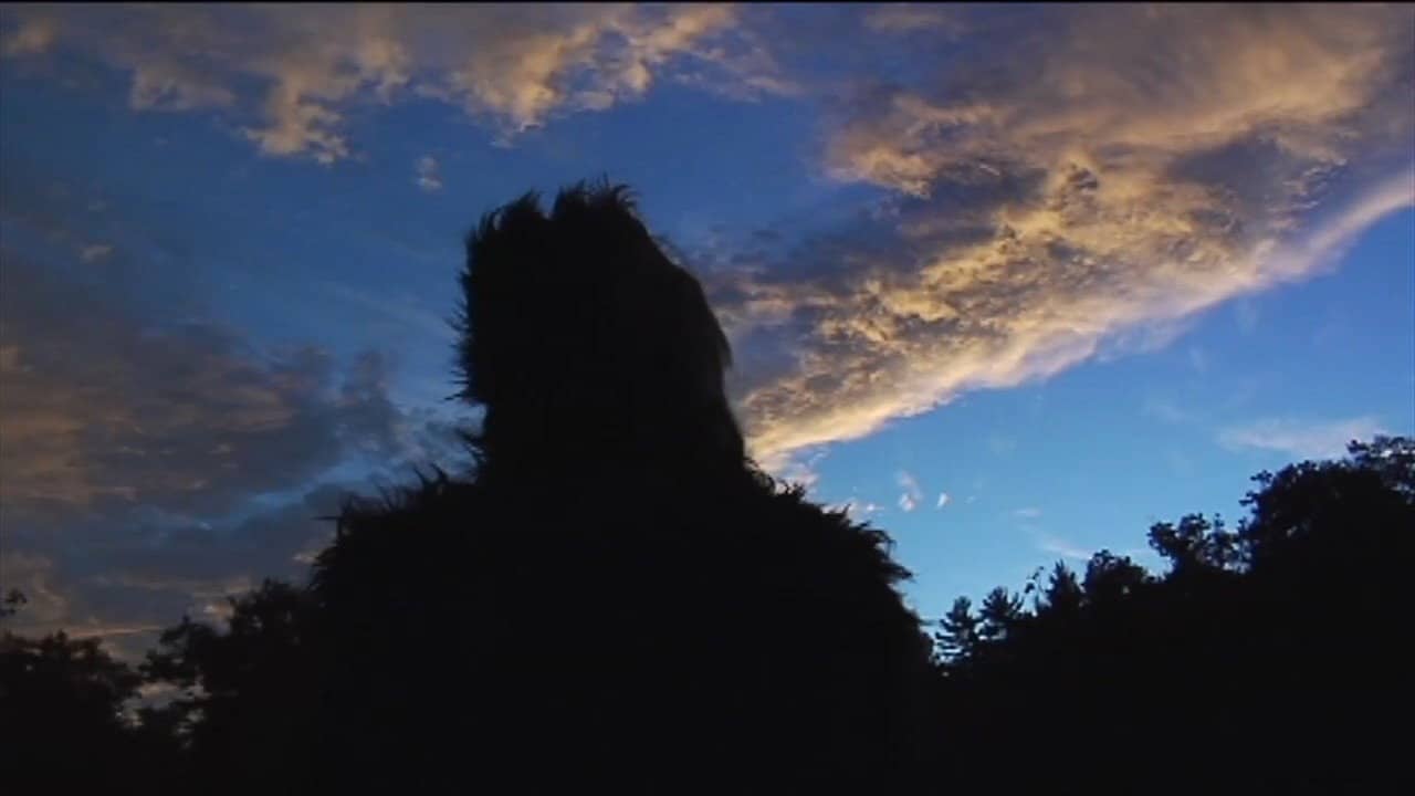 The Bigfoot Diaries backdrop
