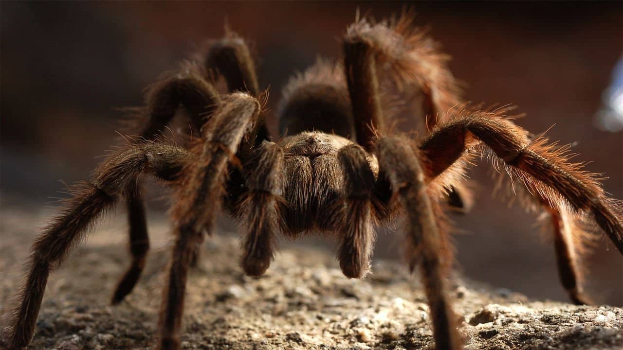 72 Dangerous Animals: Australia backdrop