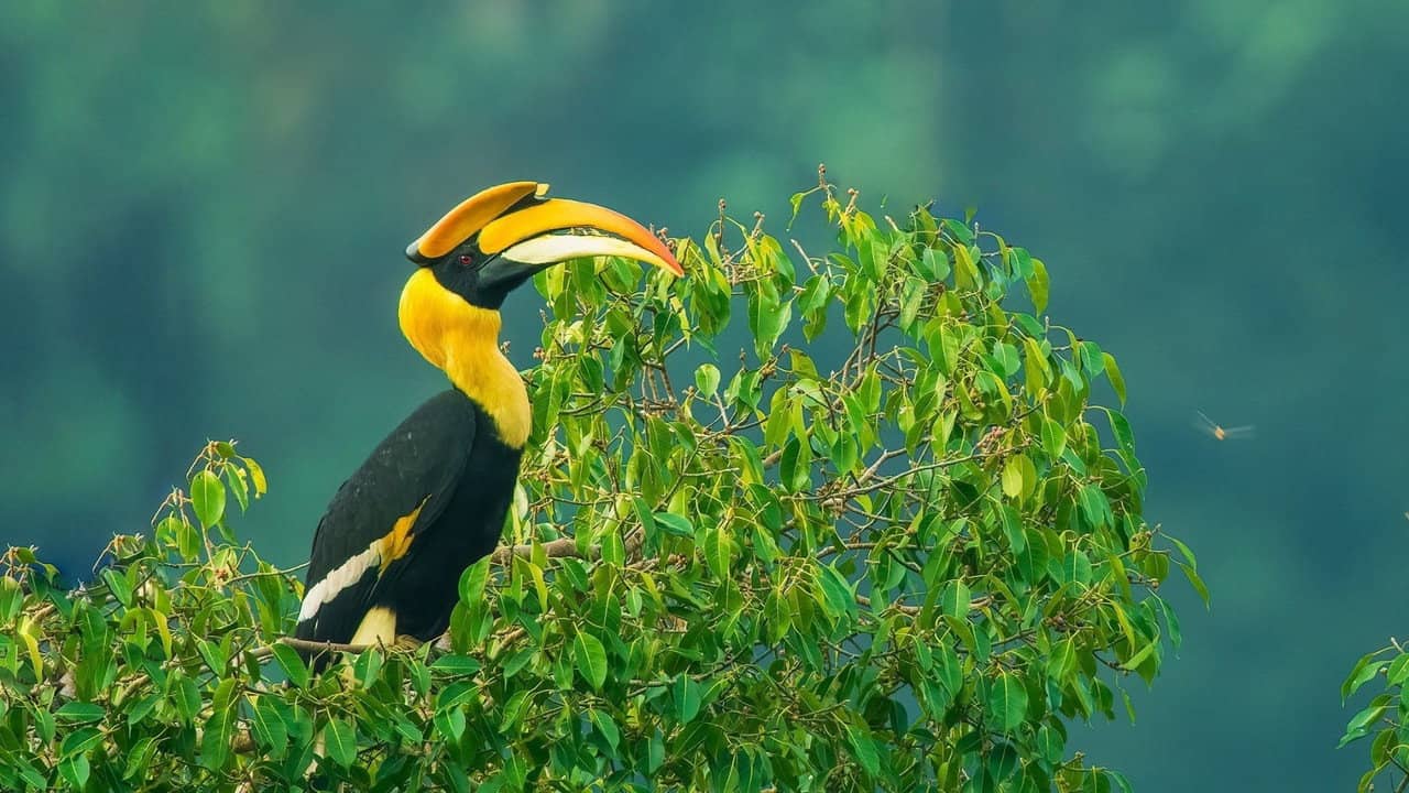 Nilgiris - A Shared Wilderness backdrop