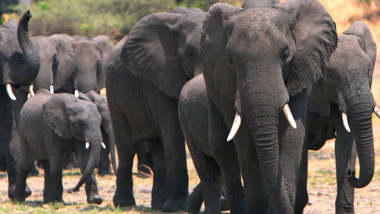 Elephants on the Run backdrop