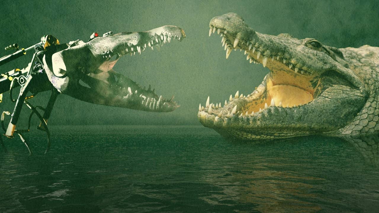 Animal Face-Off backdrop