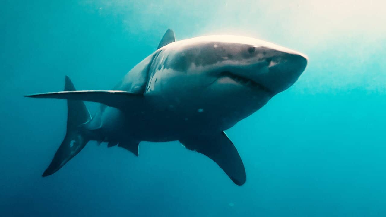 Sharks (in 3D) backdrop