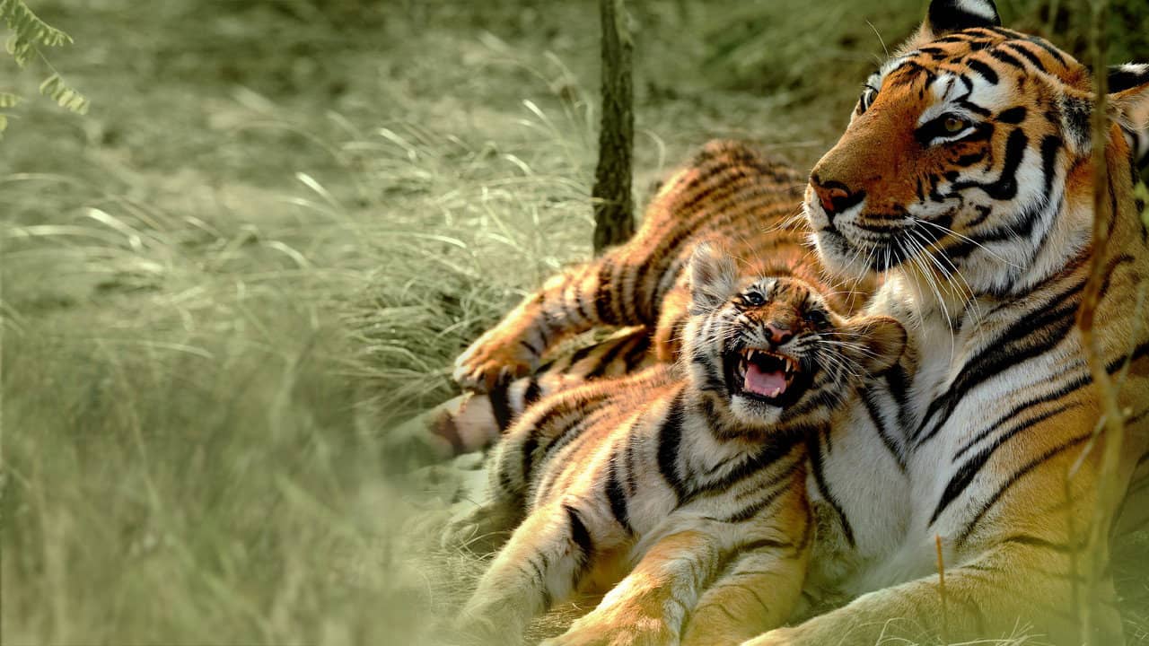 Counting Tigers backdrop