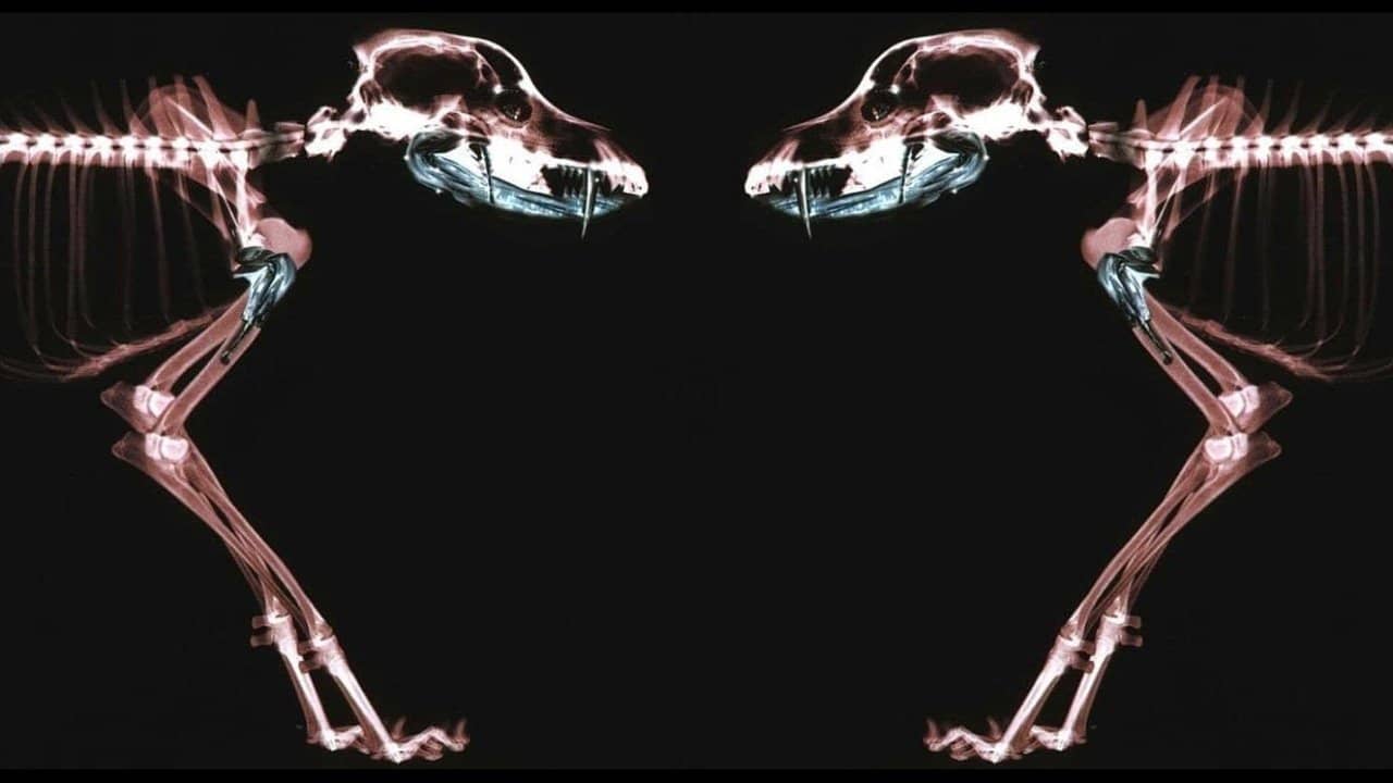 Rottweiler backdrop