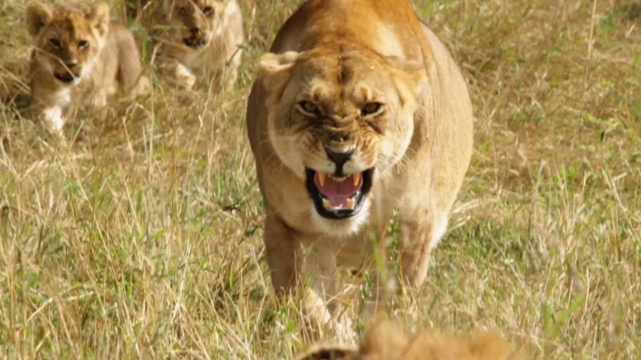 Lions: Africa's Super Power backdrop