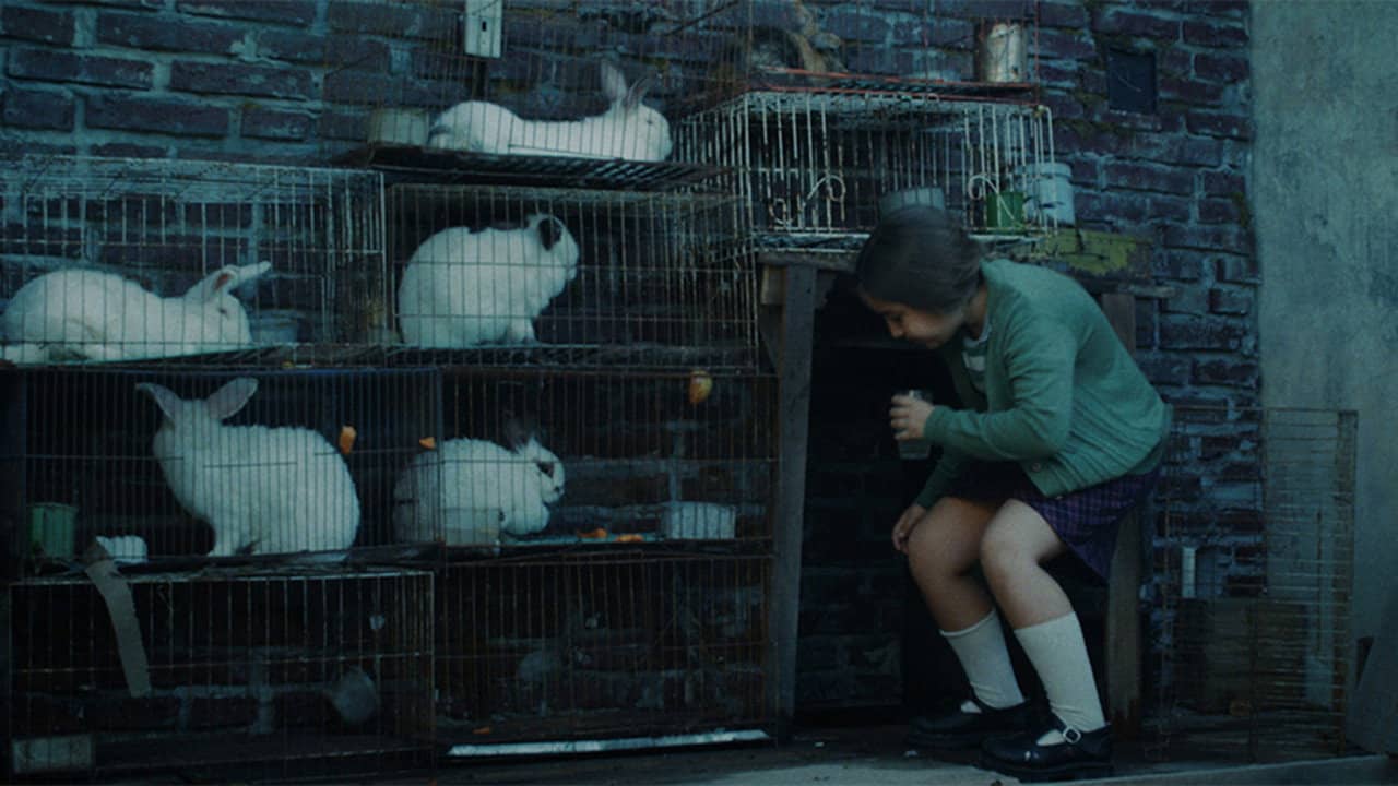 The Rabbits' House backdrop