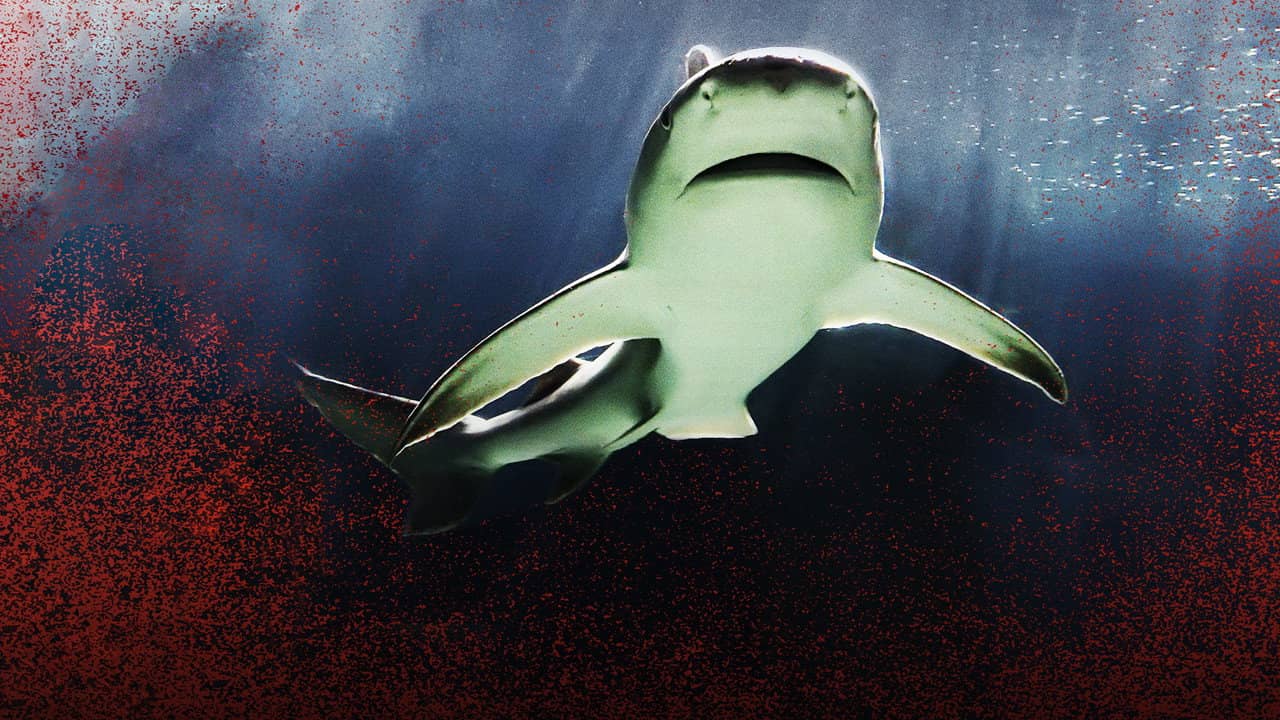 Raging Bull Shark backdrop