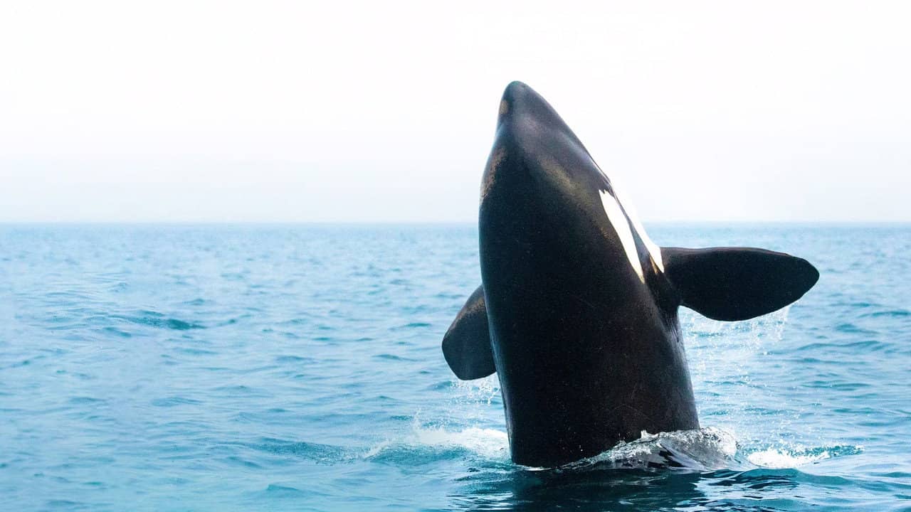 Orcas - Vorstoss in die Arktis backdrop