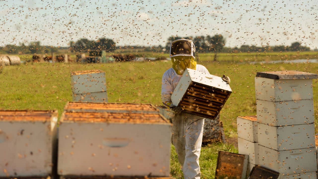 The Pollinators backdrop