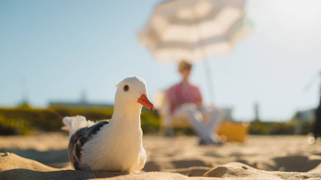 Seagulls & Stripes backdrop