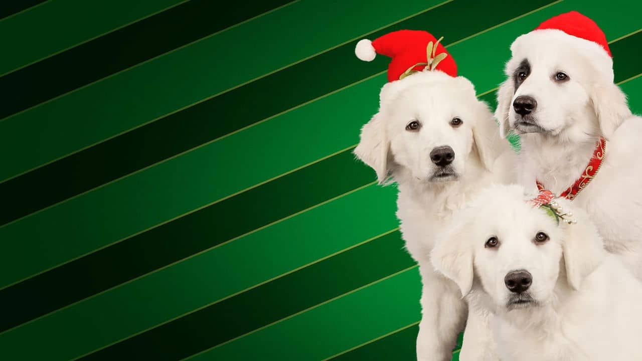 Santa Buddies backdrop