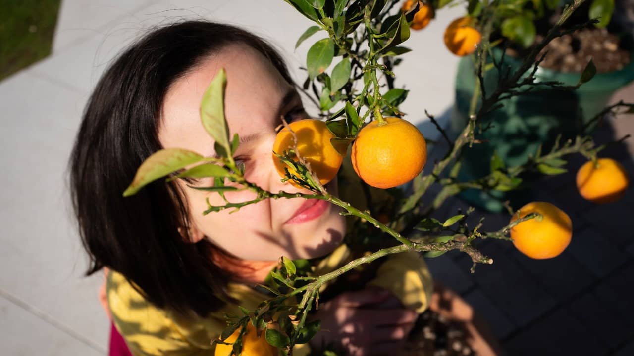 The Scent of Tangerine backdrop