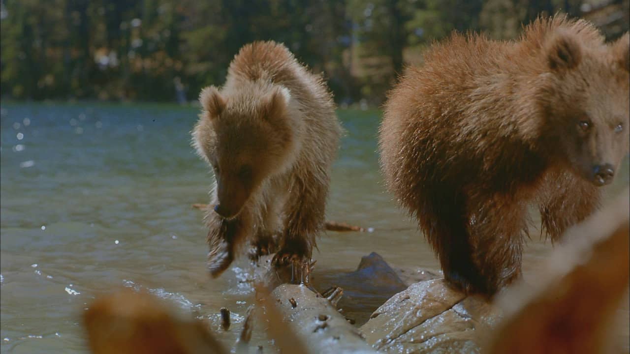Bears backdrop