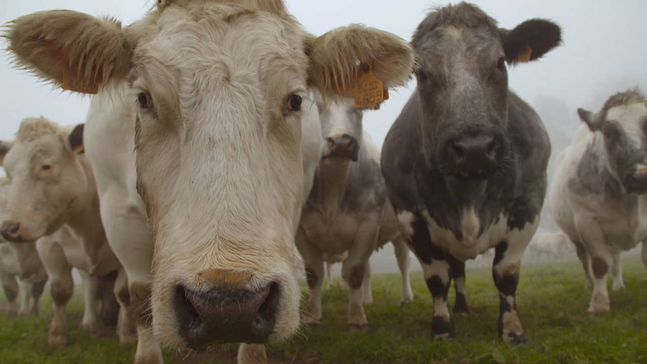 And Man Created the Cow backdrop
