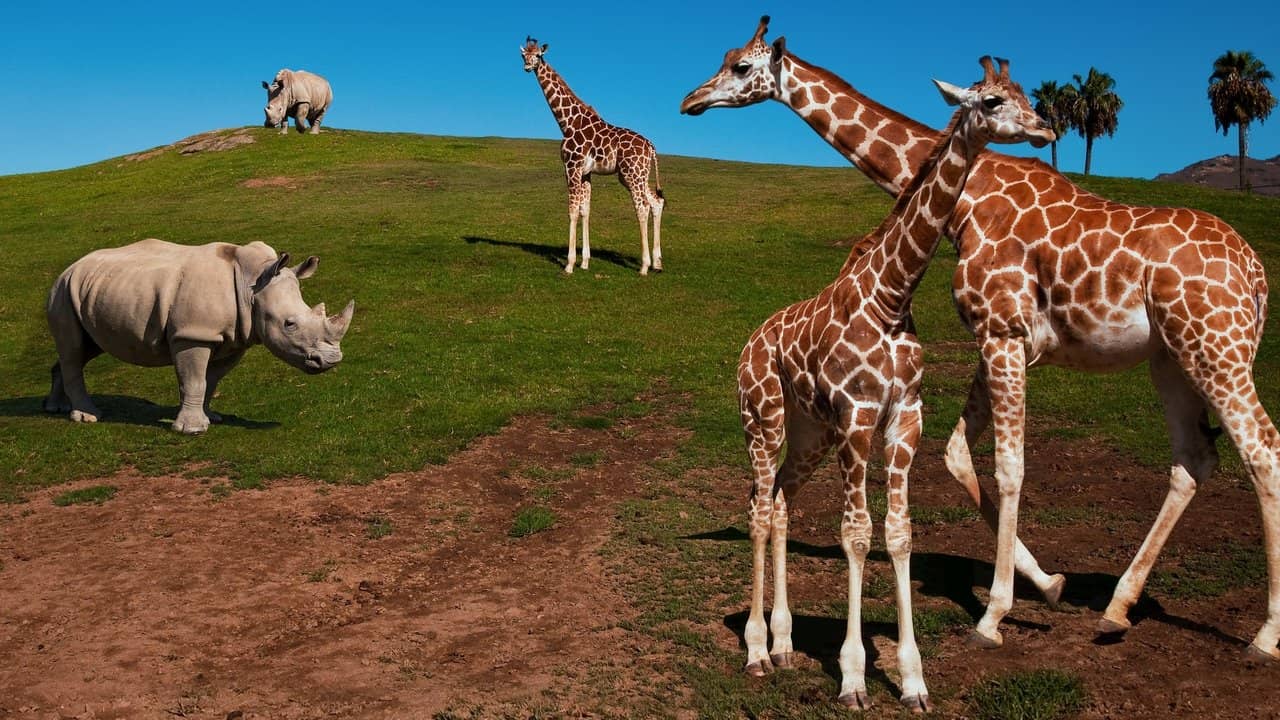 The Zoo: San Diego backdrop