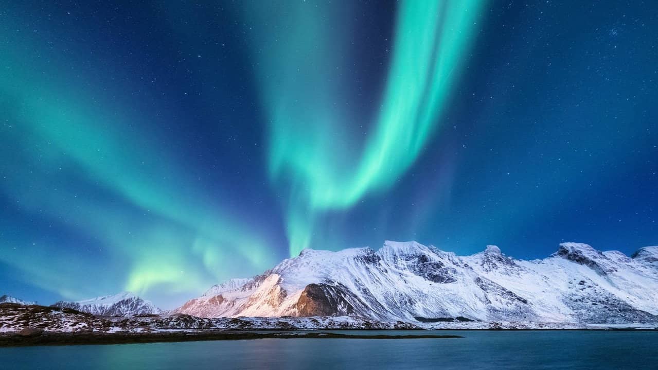 Wild Winter backdrop