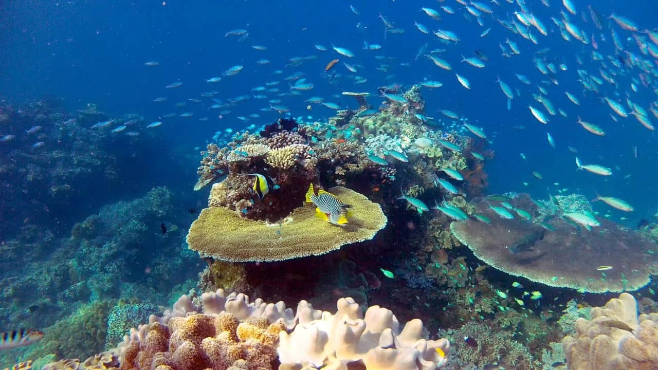 Great Barrier Reef with David Attenborough backdrop