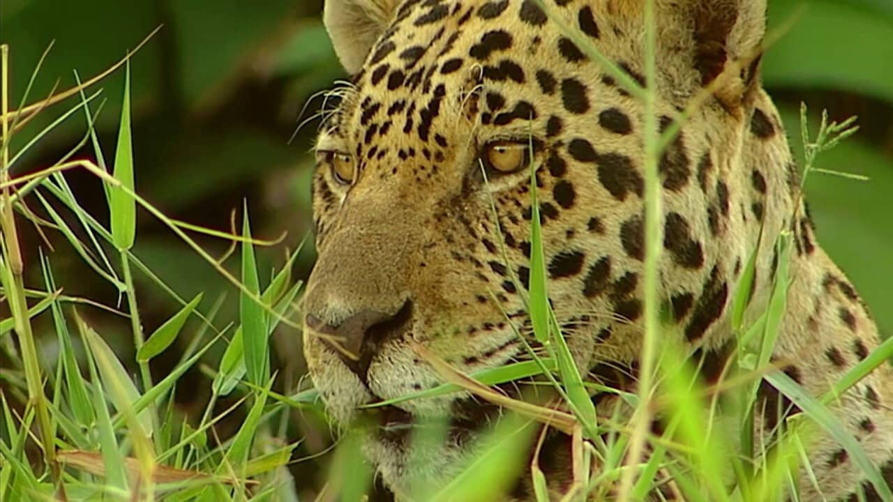 Conflits dans la Nature – Conflits dans la Jungle backdrop