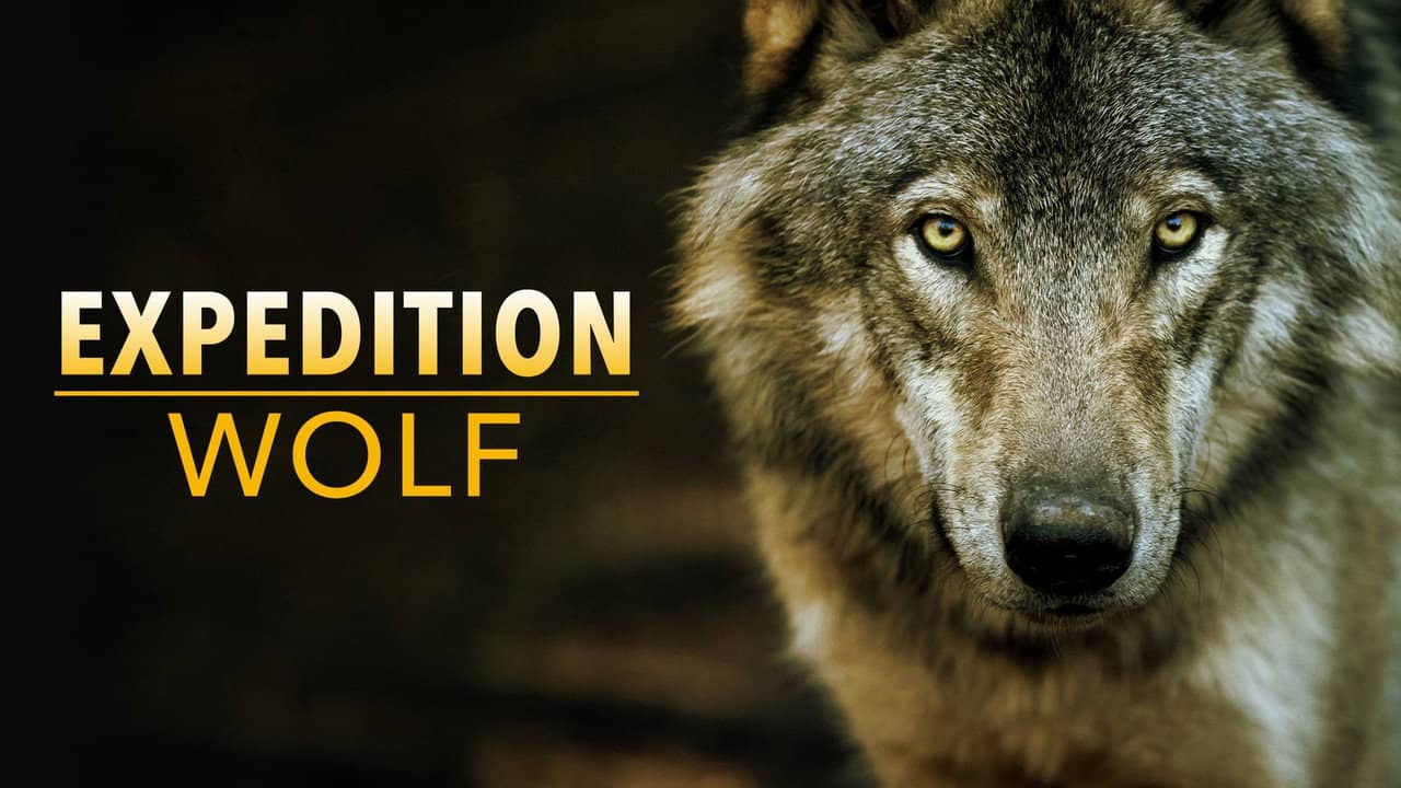Expedition Wolf backdrop