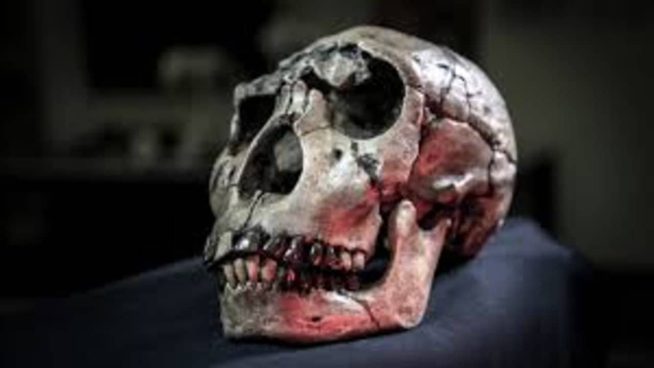 Atapuerca: El Misterio De La Evolucion Humana backdrop
