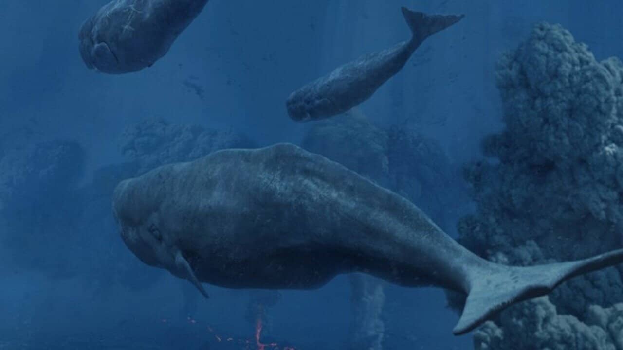 Tim Haines Deep Ocean backdrop