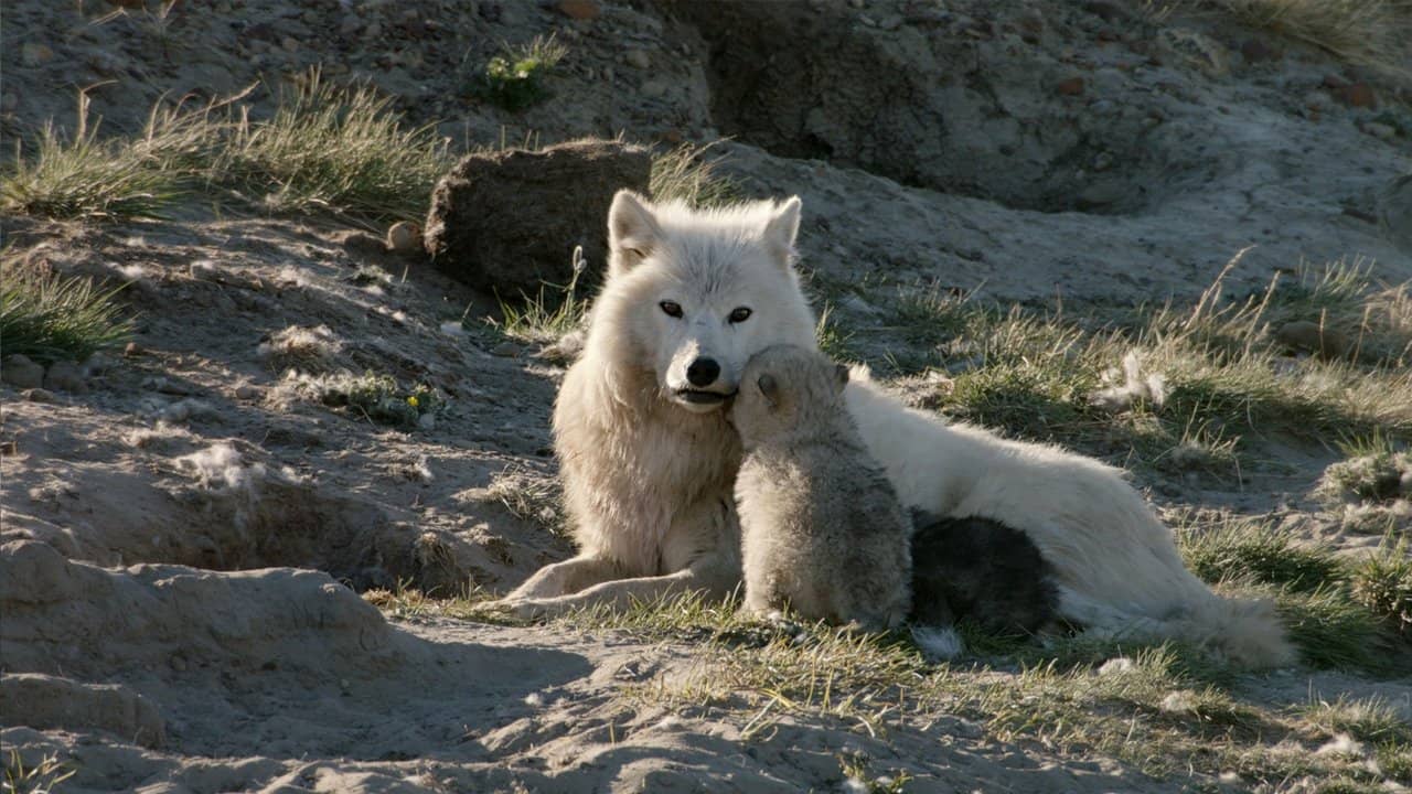 White Wolves: Ghosts of the Arctic backdrop