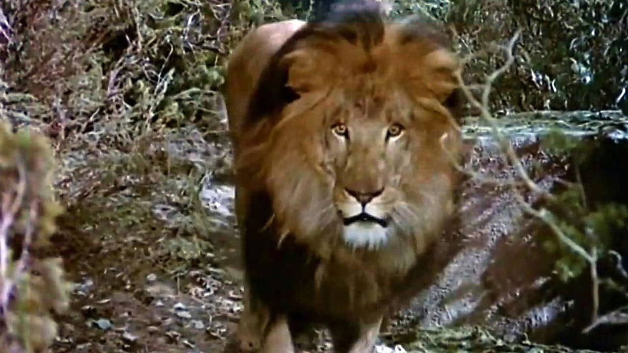 The Lion and the Horse backdrop